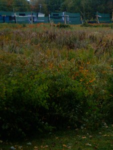 Banner, first day, field