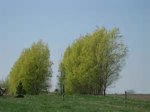 hybrid willows