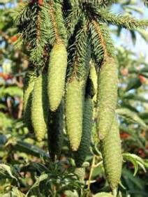 norway spruce 3