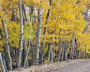 quaking aspen 1