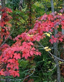 virginia-creeper-autumn-foliage