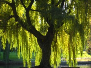 weeping-willow-2