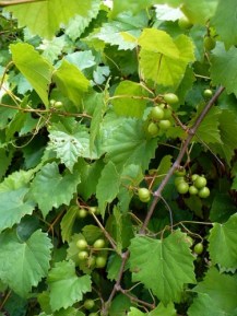 wild grape